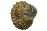 Wide Enrolled Morocops Trilobite - Morocco #296632-1